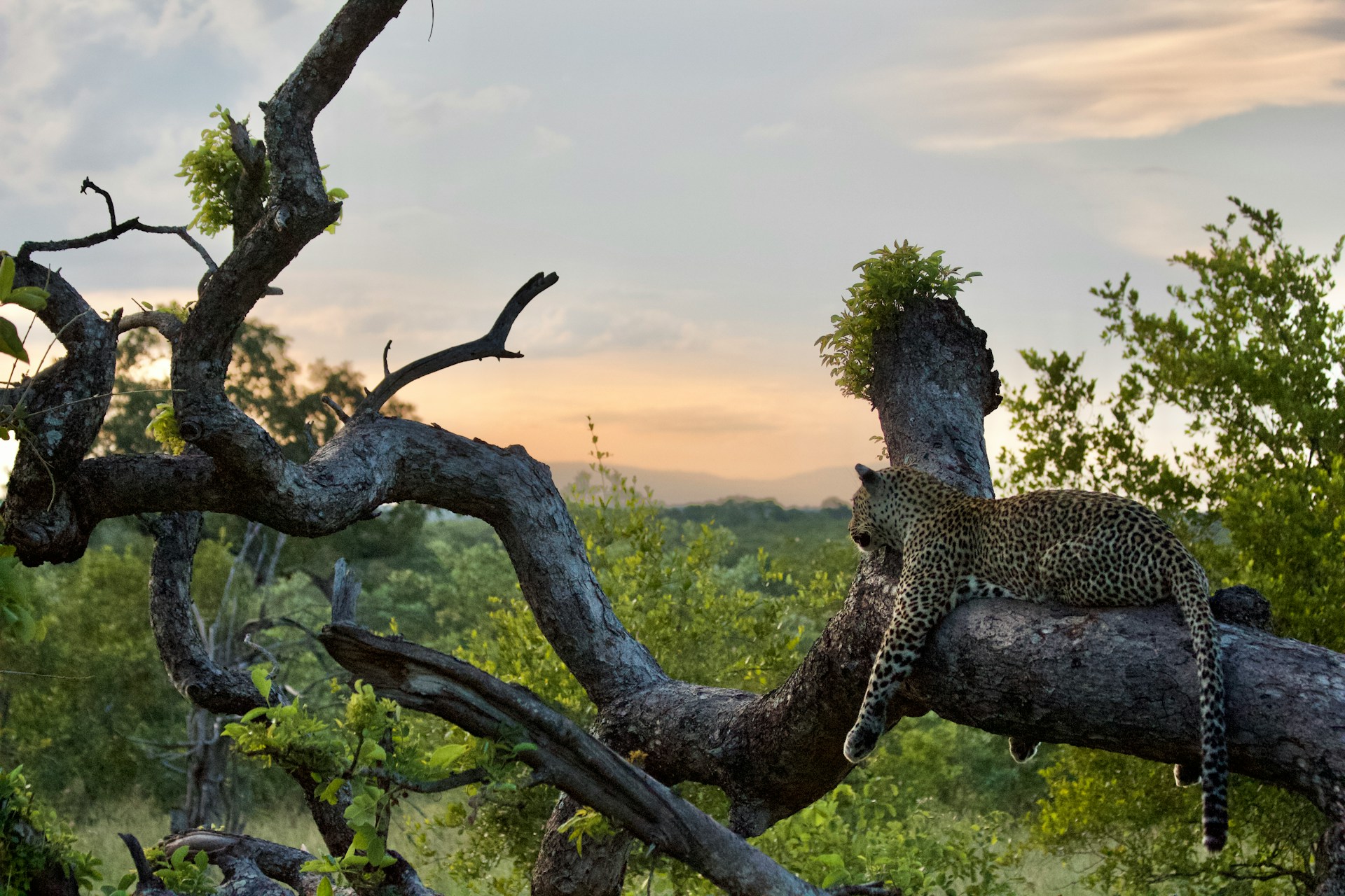 sabi_sands_leopards